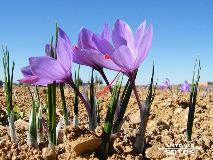 Cultivo del Azafrán