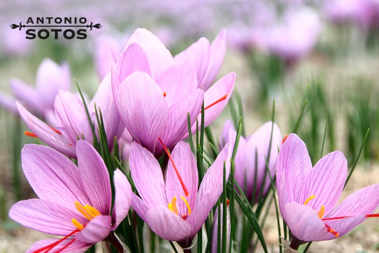 Recogida y monda de la rosa del azafrán, un espectáculo sensorial