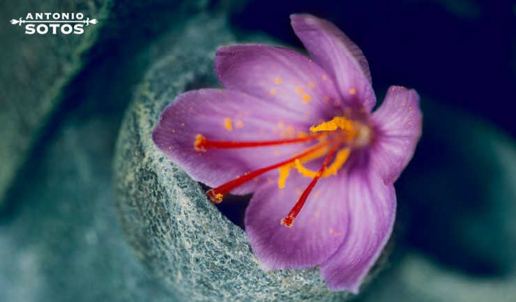 Curiosidades de la rosa del azafrán que seguramente no conocías